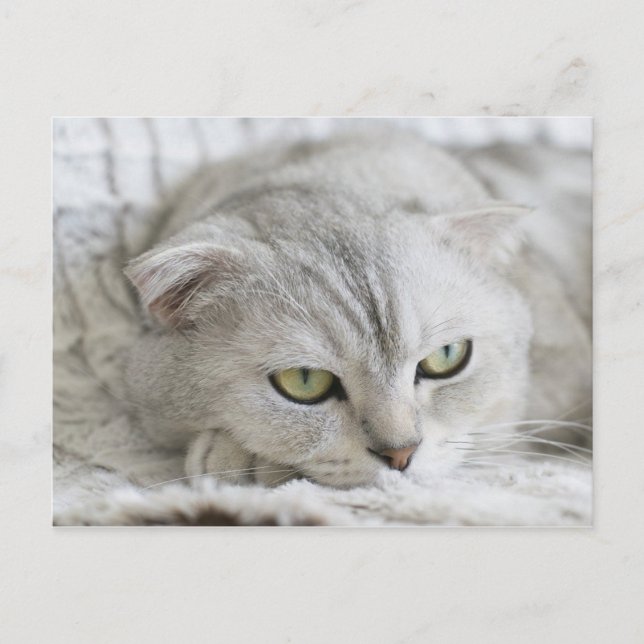 Carte postale Scottish Fold Cat Pet Animal (Devant)