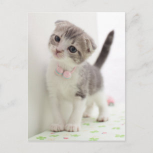 Carte Postale Scottish Fold Kitten