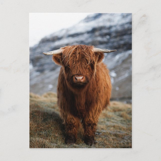Carte postale Scottish Highland Calf (Devant)