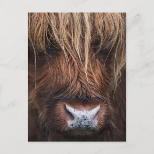 Carte Postale Scottish Highland Cow (Coo) Photo de gros plan