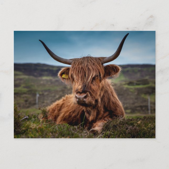 Carte Postale Scottish Highland Cow Longhorn Bull Rancher (Devant)