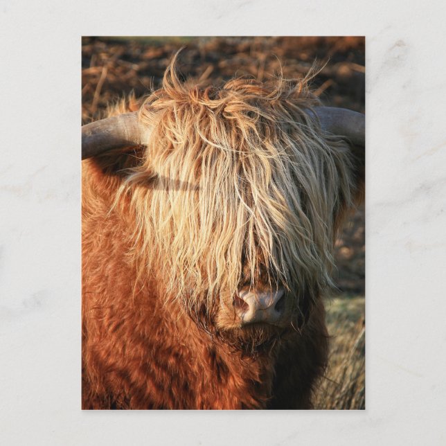 Carte Postale Scottish Highland Cow - Scotland (Devant)