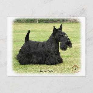 Carte Postale Scottish Terrier