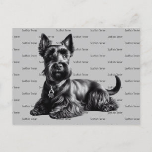 Carte Postale Scottish Terrier à