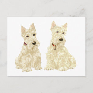 Carte Postale Scottish Terriers Blé