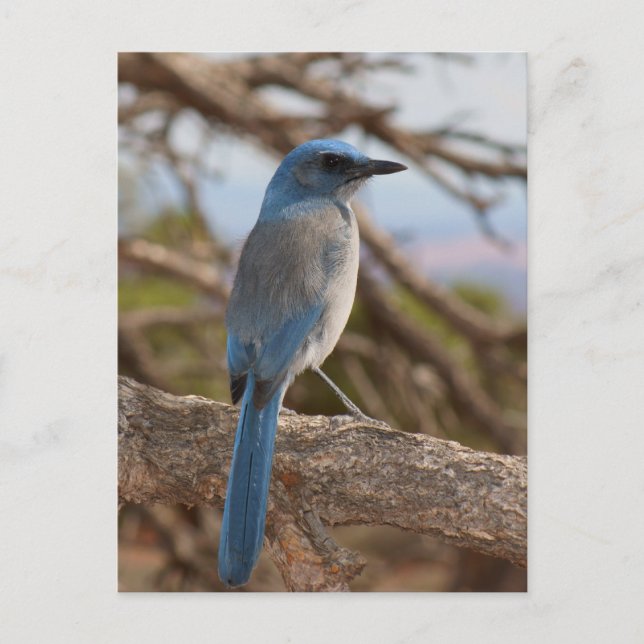 Carte Postale Scrub Jay (Devant)
