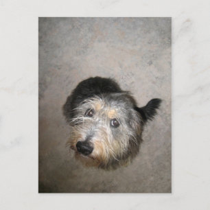 Carte Postale Scruffy mignon chien