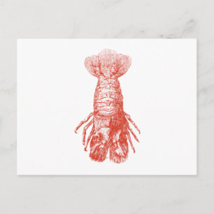 Carte Postale Scyllarus Arctus vintage