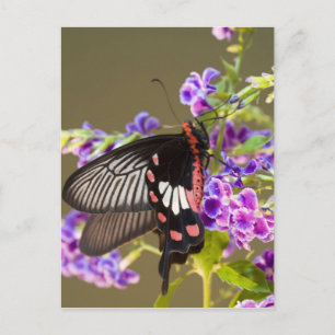 Carte Postale SE Asie, Thaïlande, Doi Inthanon, Papilio