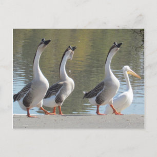 Carte postale - Se promener à Lakeside