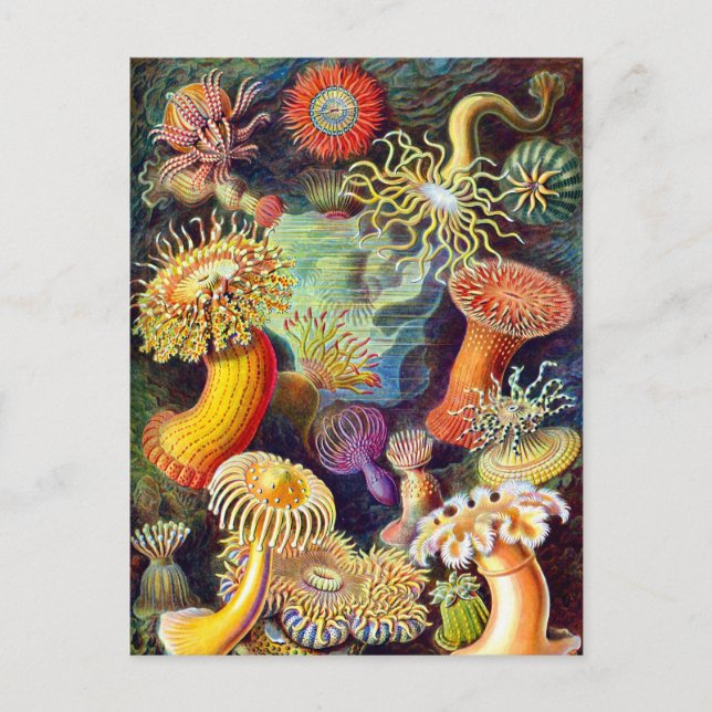 Carte Postale Sea Anemones Ernst Haeckel Art (Devant)