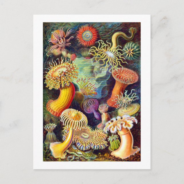 Carte Postale Sea Anemones Ernst Haeckel Art (Devant)