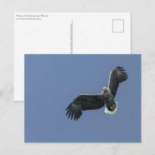 Carte Postale Sea Eagle Wildlife Photo