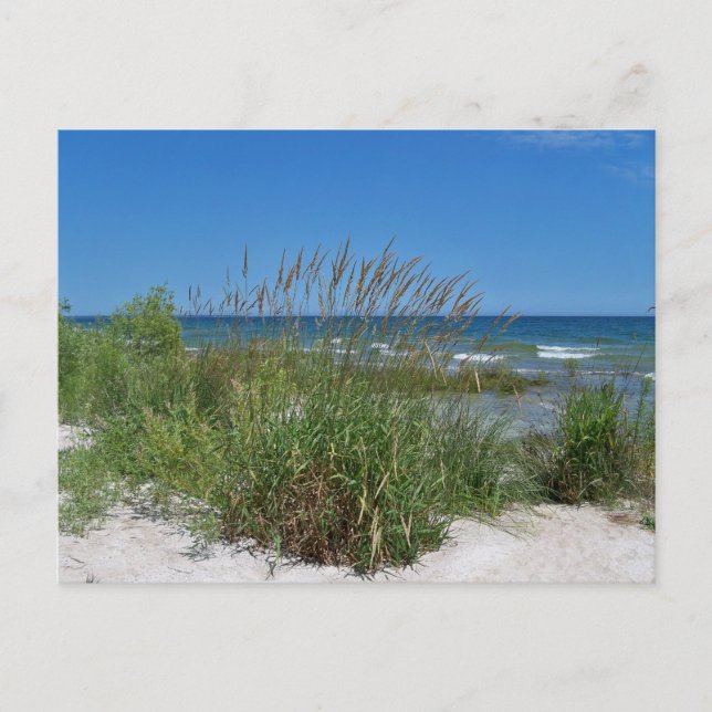 Carte Postale Sea Grass le long du bord de mer (Devant)