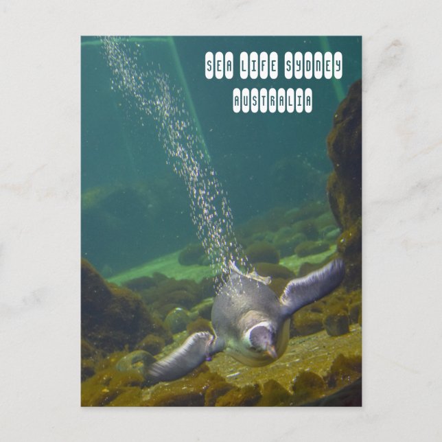Carte Postale Sea Life Sydney Aquarium en Australie (Devant)