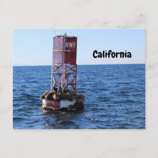 Carte postale Sea Lion