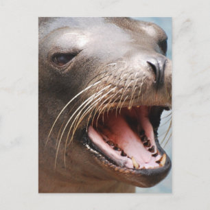Carte postale Sea Lion de Californie
