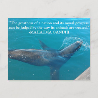 Carte Postale Sea Lion nager dans le port avec la citation Ghand