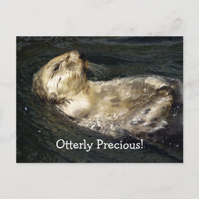 Carte postale Sea Otter (Devant)