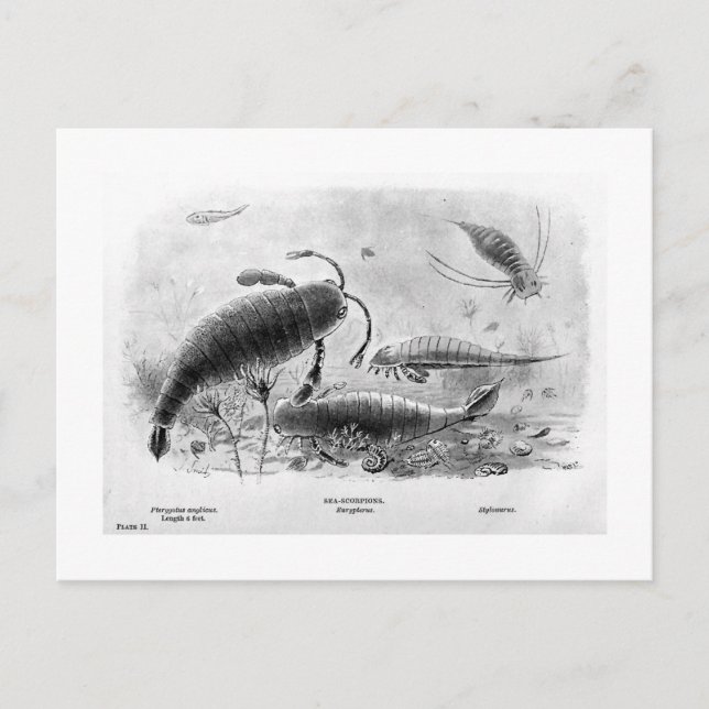 Carte postale Sea-scorpions (Devant)