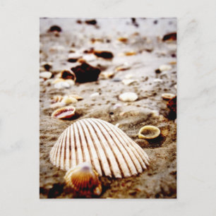 Carte Postale Sea Shells on the seashore