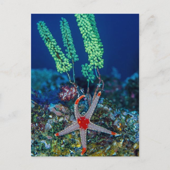 Carte Postale Sea Star et Tunicate (Devant)