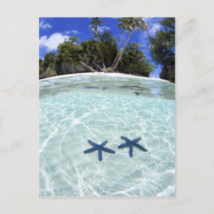Carte Postale Sea stars, Rock Islands, Palau 2