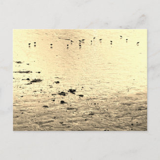 Carte Postale Seabirds in Sepia
