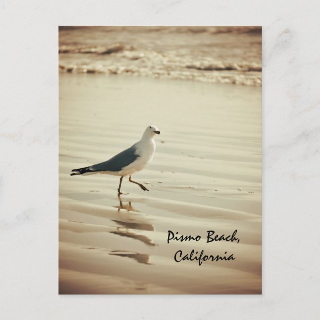 Carte Postale Seagull (Devant)