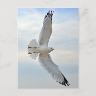 Carte postale Seagull