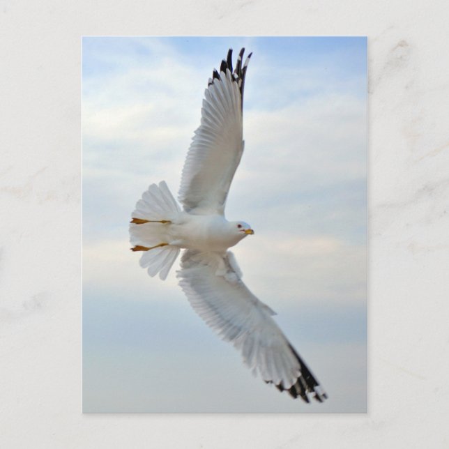Carte postale Seagull (Devant)
