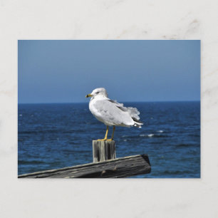 Carte postale Seagull