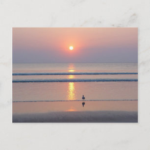 Carte postale Seagull Daytona Beach FL Ocean Sunri
