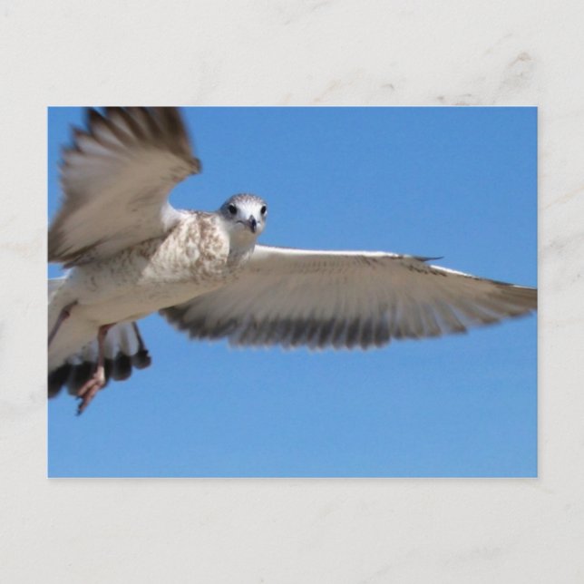 Carte postale Seagull in Flight (Devant)