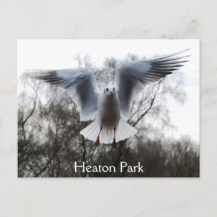 Carte postale Seagull in Flight