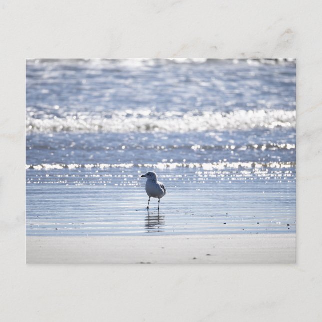 Carte Postale Seagull in Ocean Postcard (Devant)