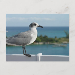Carte Postale Seagull In Paradise