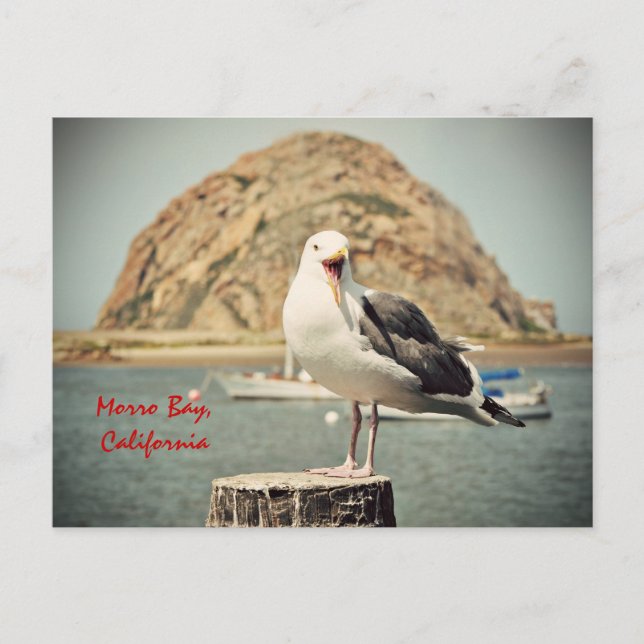 Carte Postale Seagull Morro Bay, Californie (Devant)