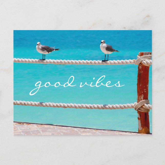 Carte Postale Seagull plage oiseaux photo bonne viole script cit (Devant)