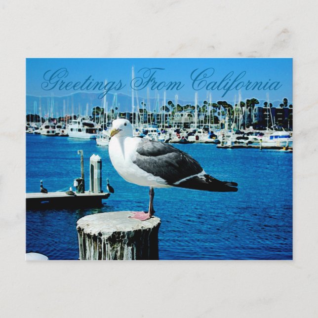 Carte postale Seagull Shores de Californie (Devant)