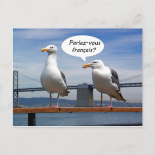 Carte Postale Seagulls speak French