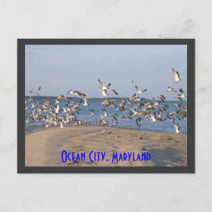Carte postale Seaguls, Ocean City, Maryland