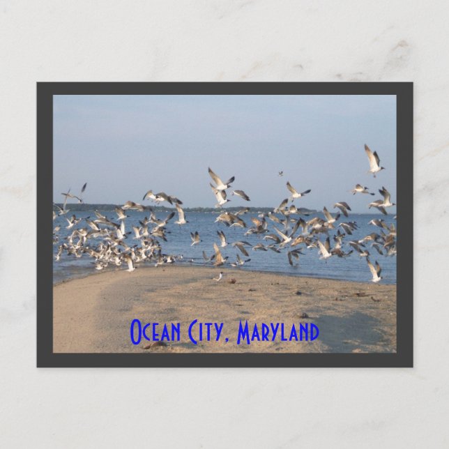 Carte postale Seaguls, Ocean City, Maryland (Devant)