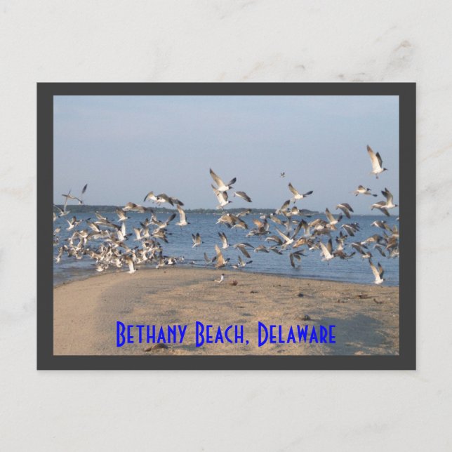 Carte postale Seaguls, Plage de Bethany, Delaware (Devant)