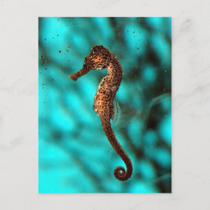 Carte postale Seahorse