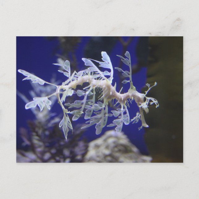 Carte Postale Seahorse (Devant)