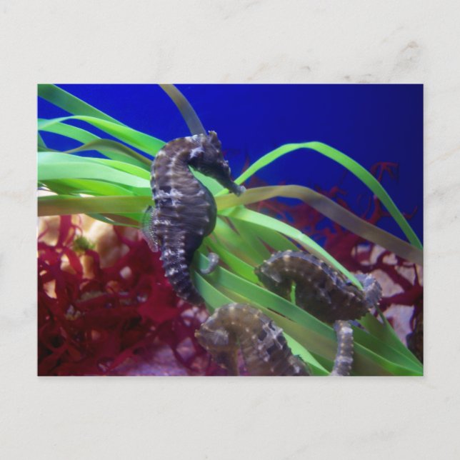 Carte Postale Seahorse (Devant)