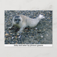 SEAL (2), phoque bébé pris par johnson greene