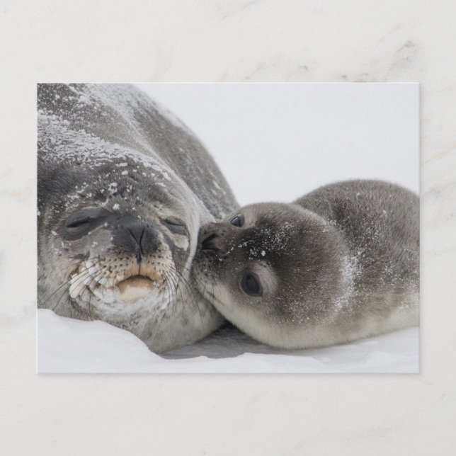 Carte Postale Seal bébé embrasser maman (Devant)