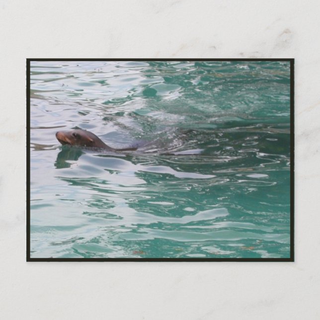 Carte postale Seal Head Peeks (Devant)